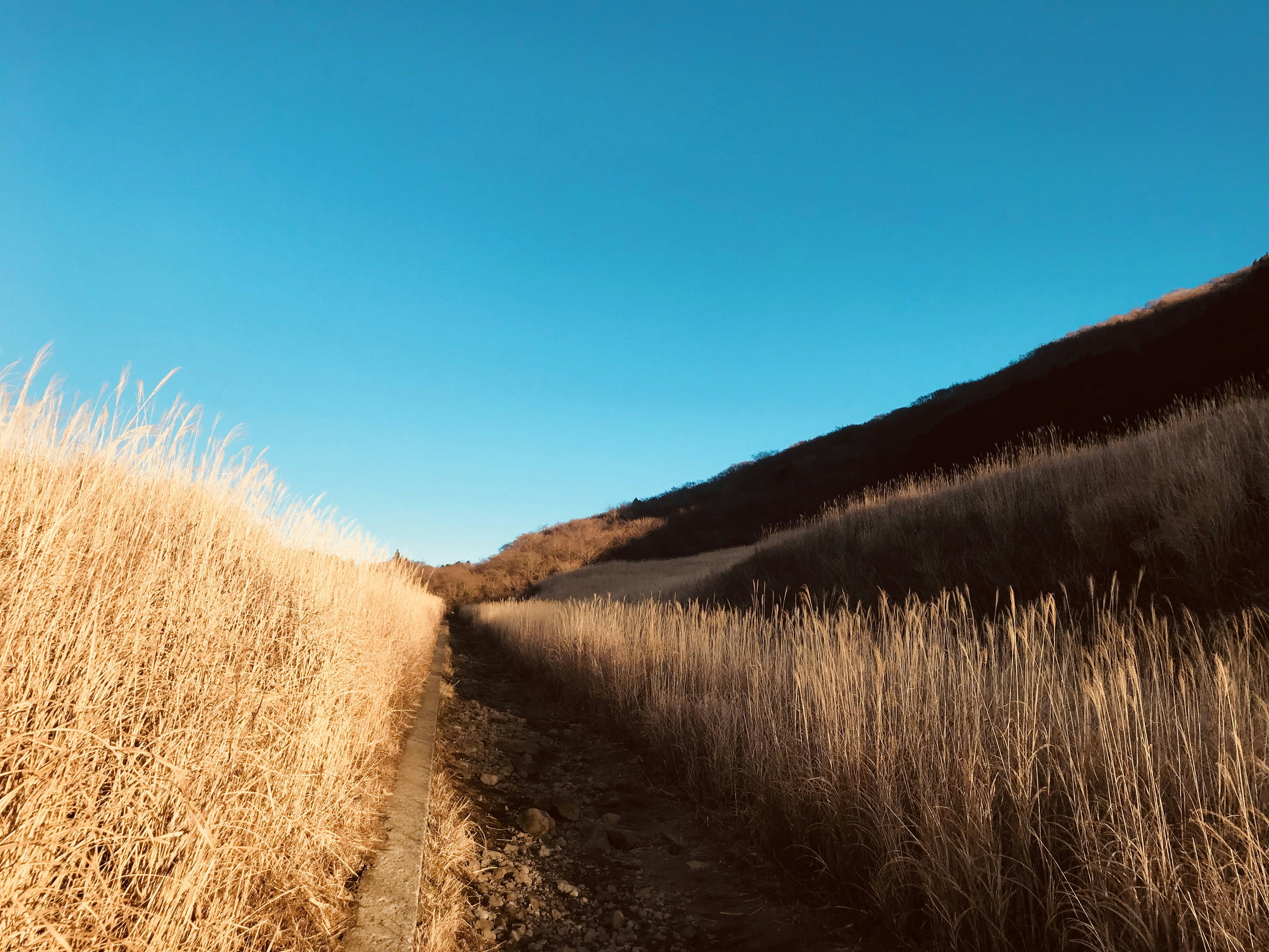 Wheat Field in Hakone