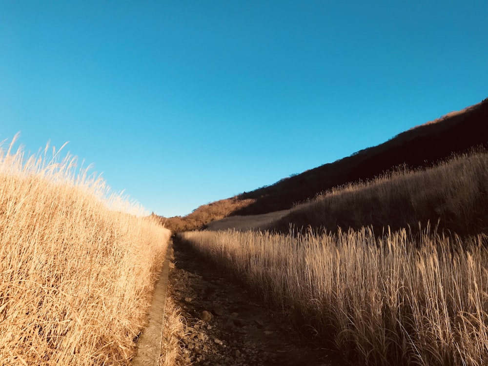 wheat field