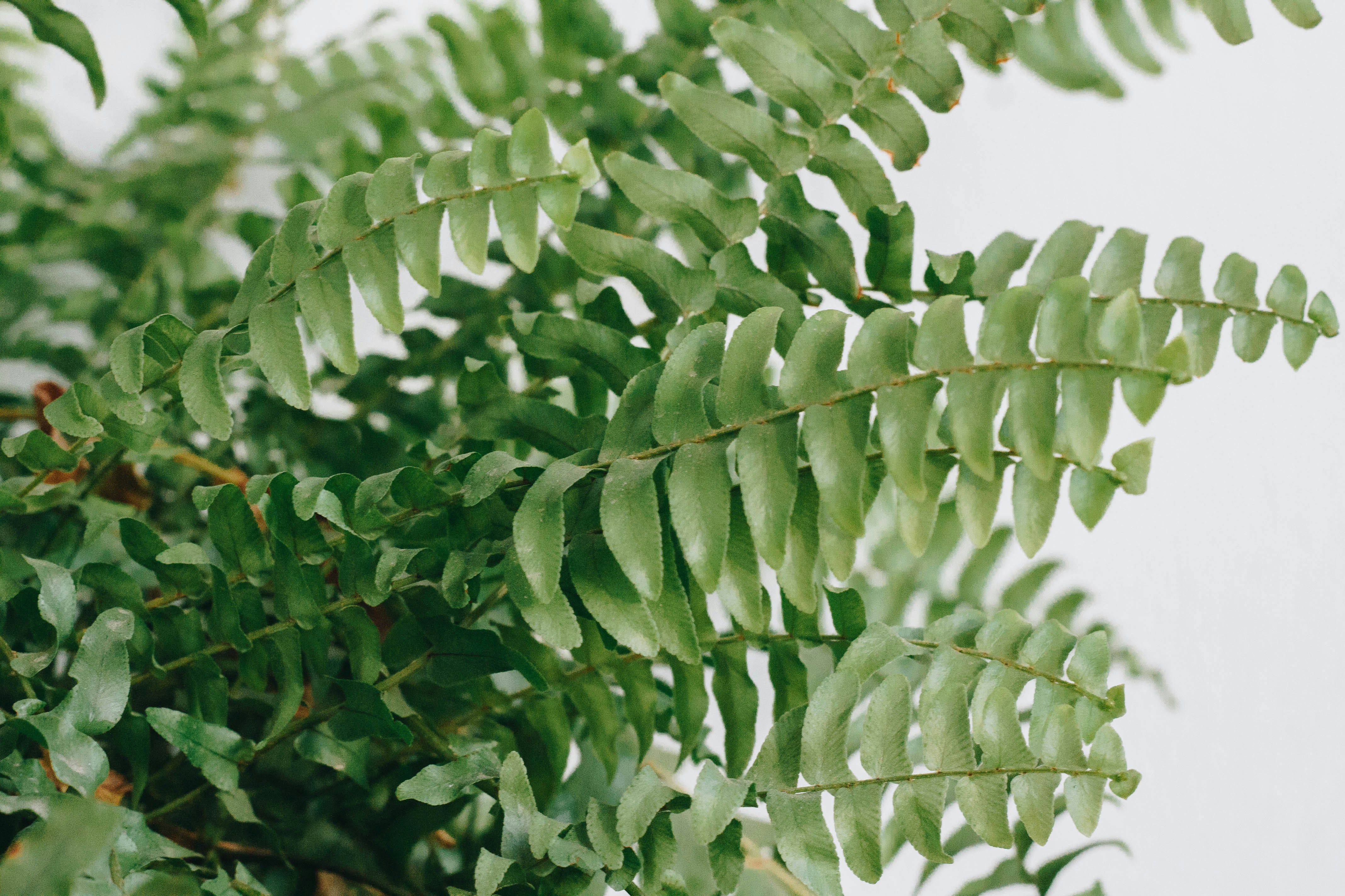 Photo by kronemberger