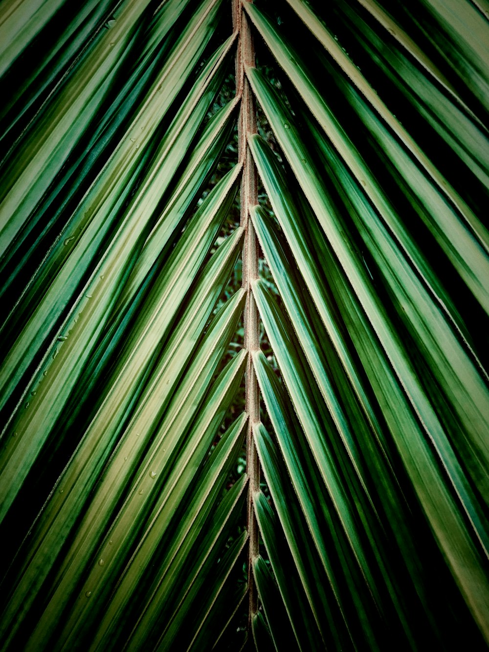 arbre vert