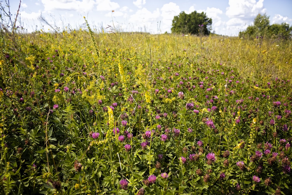 pink-petaled flowers