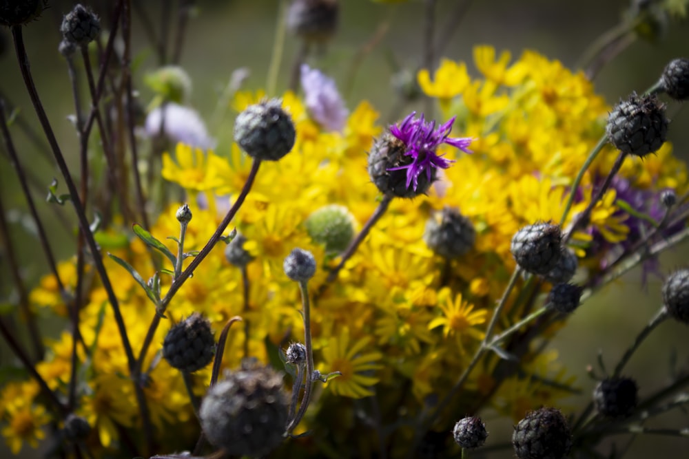 yellow-petaled flower