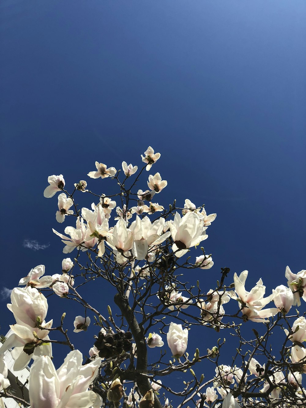 a tree with white flowers and a blue sky in the background