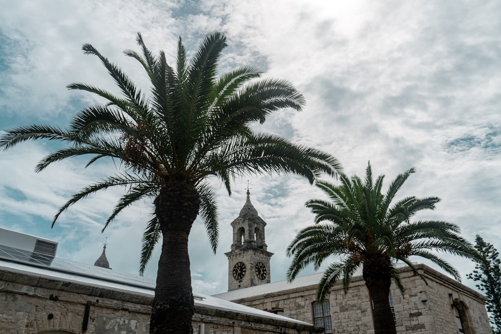 two green palm trees