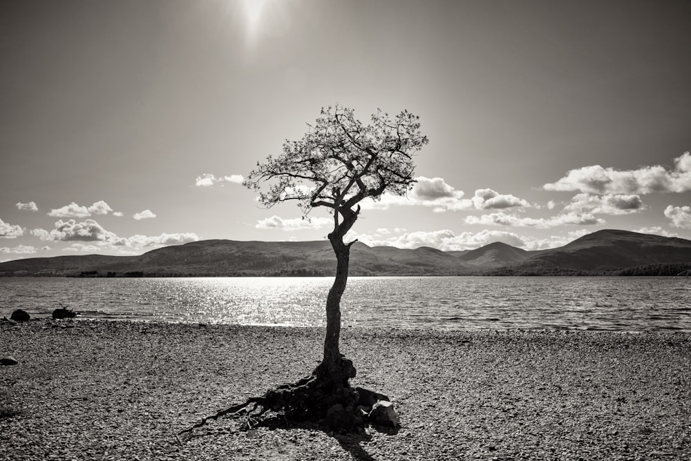 grayscale photo of tree