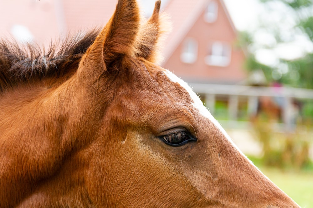 foto ravvicinata di cavallo marrone