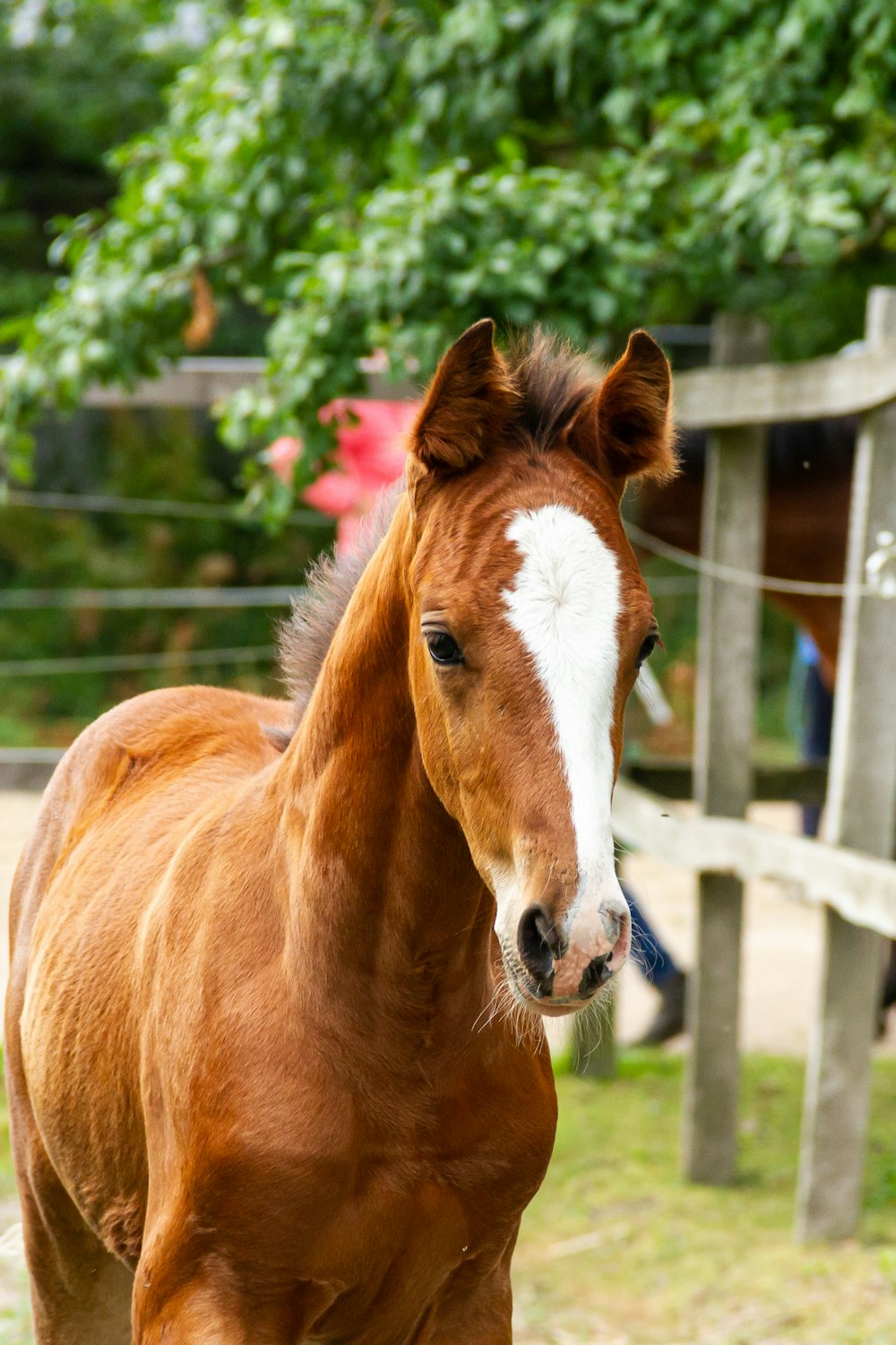 brown and white horse during daytime