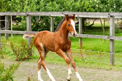 brown horse