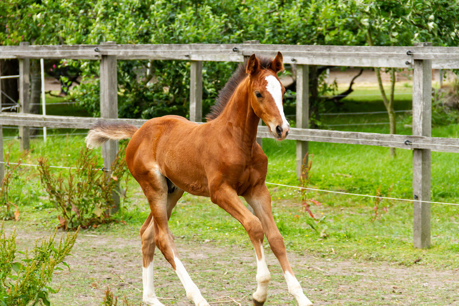 Brown horse outdoors