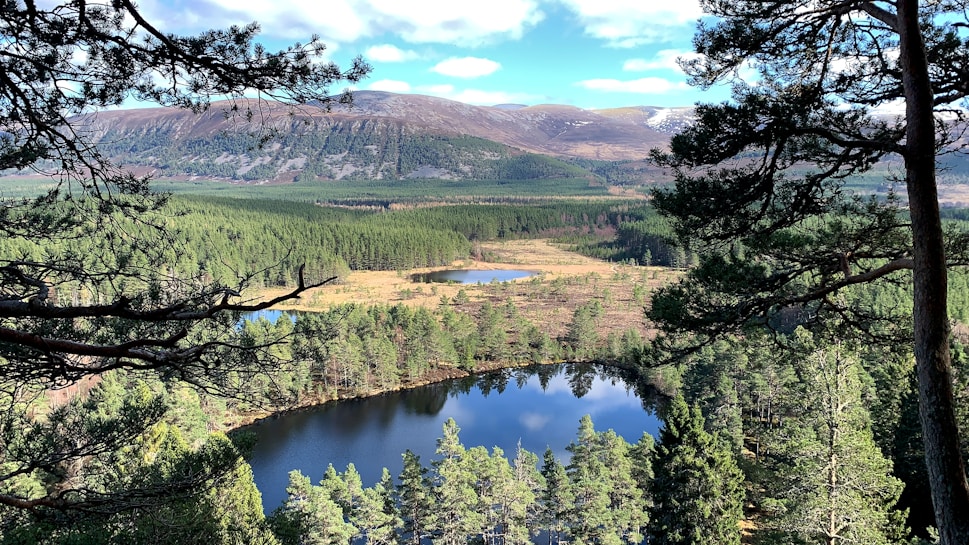 A serene landscape featuring a dense forest with tall trees framing a clear, reflective lake. The background showcases rolling hills and mountains under a bright blue sky with scattered clouds. The scene conveys a sense of tranquility and expansive natural beauty.