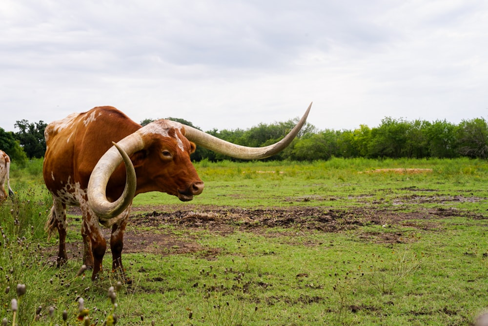 brown cattle