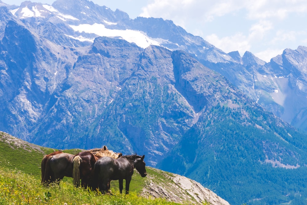 three brown and black horses on mountain