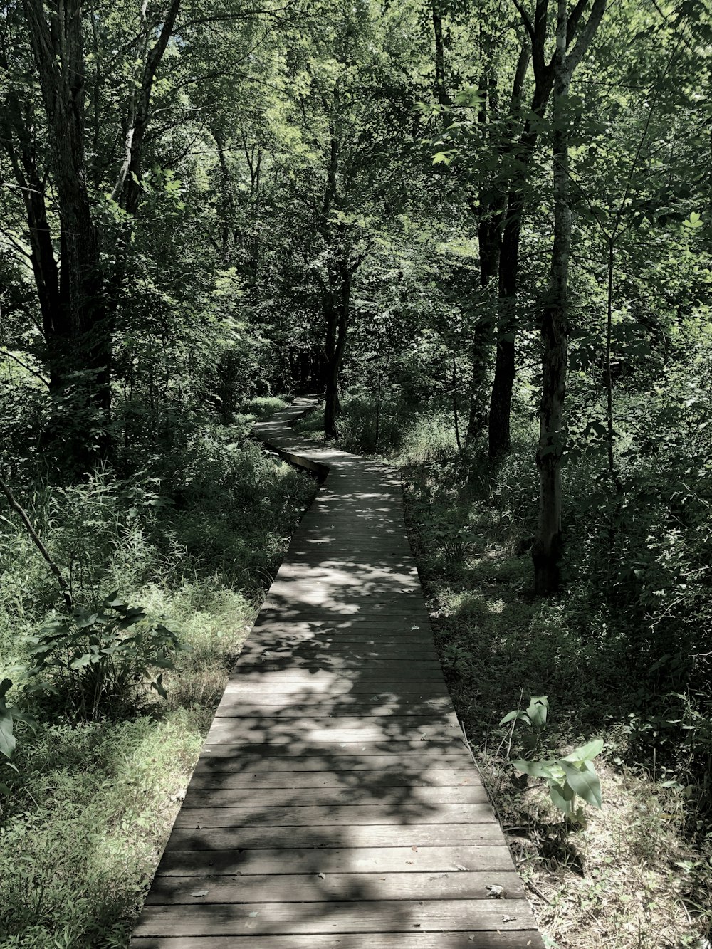 pathway between trees during daytime