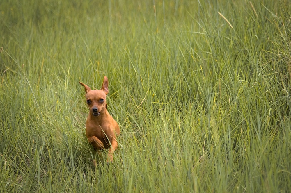 short-coated tan dog