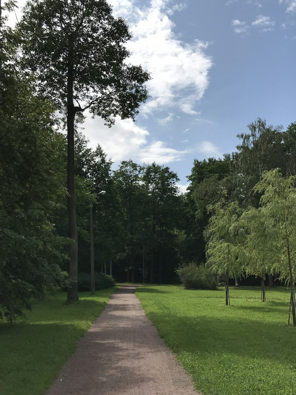 pathway between trees during daytime