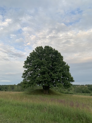enkele grote eik in het veld