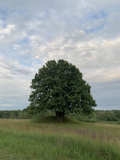 enkele grote eik in het veld