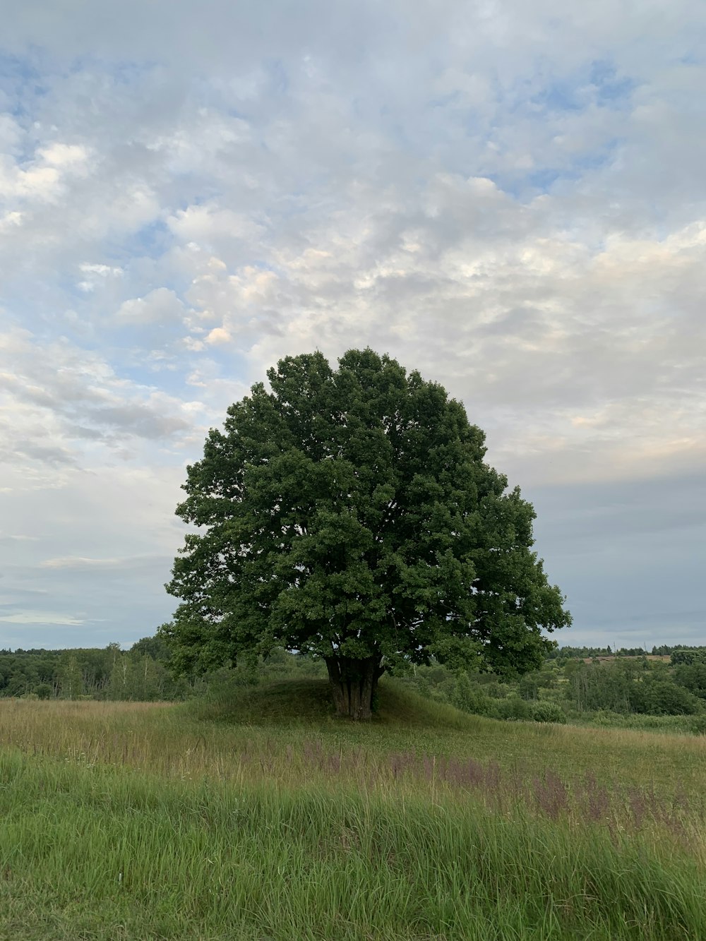 a large tree in the middle of a grassy field