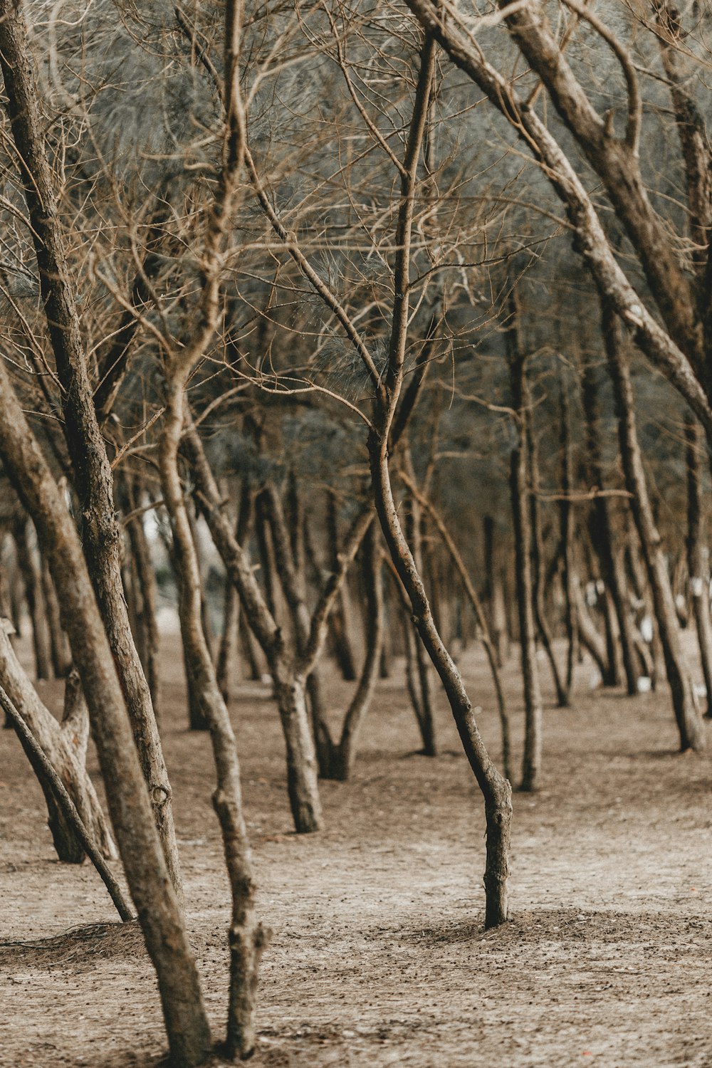 bare trees in the forest