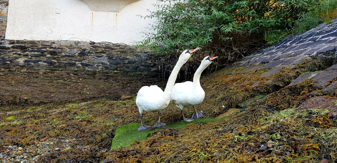 Wildlife photo spot 22 Station Rd Port Isaac