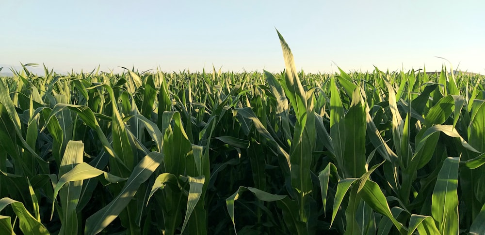 green corn field