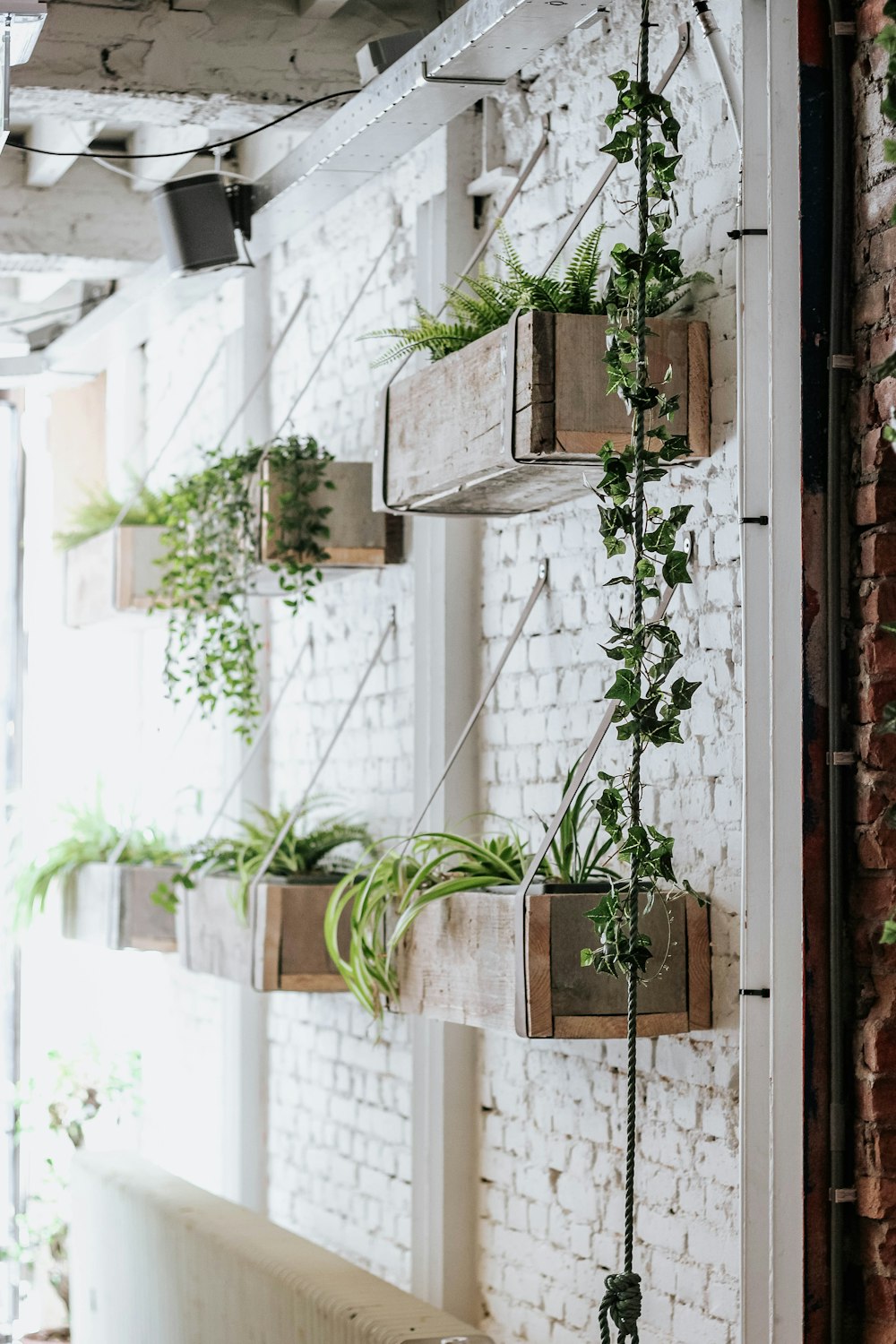 plants on wall