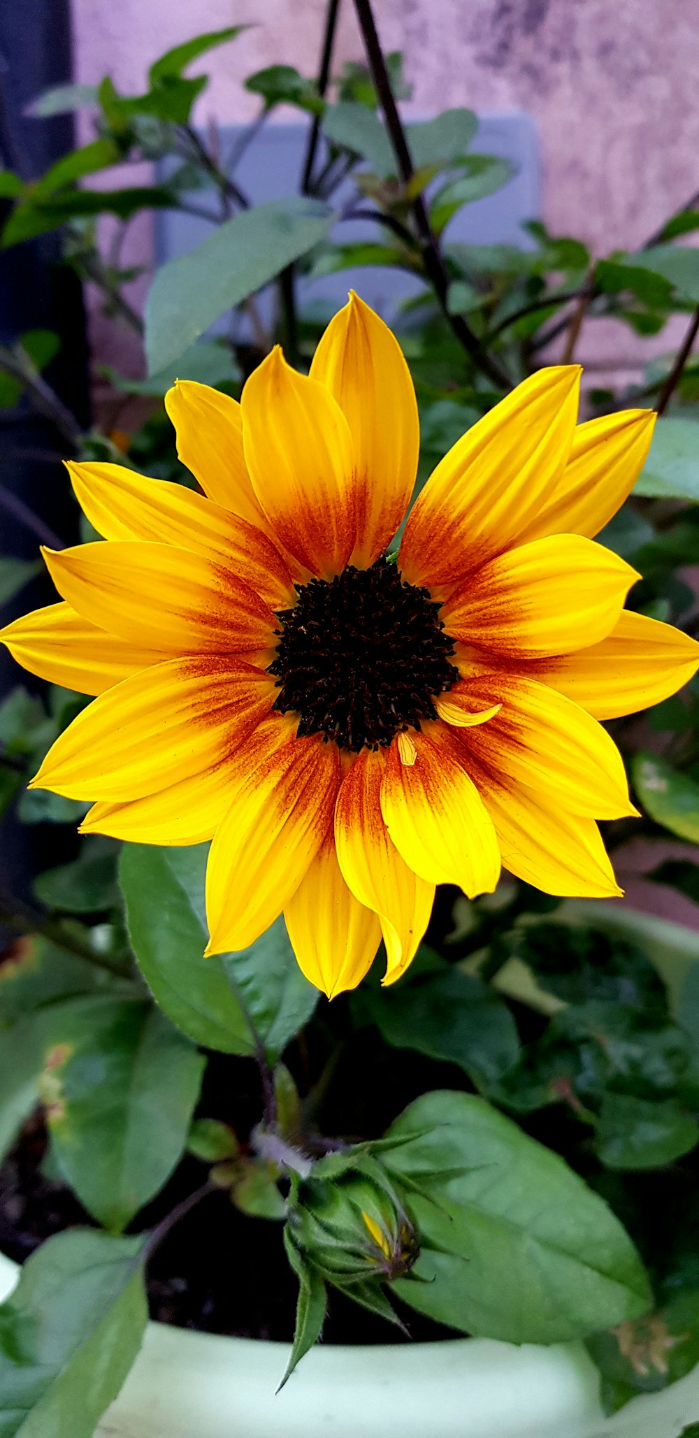 yellow petaled flower