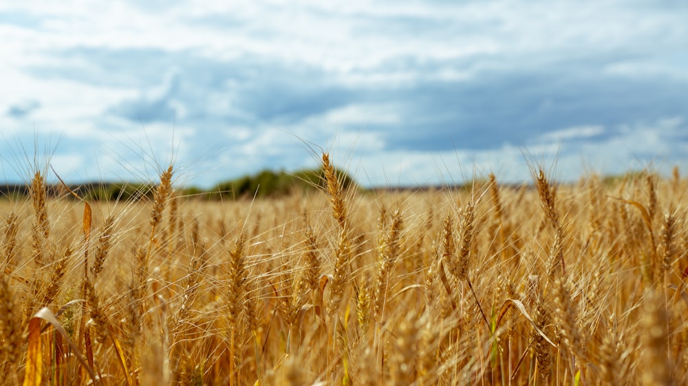 brown wheat