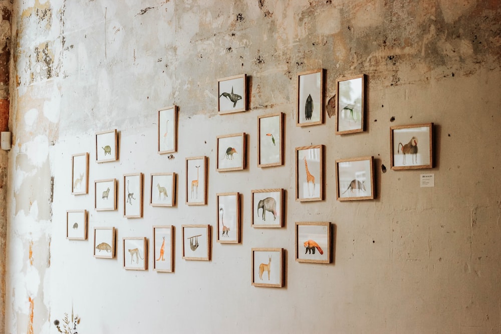 fotos variadas de animais na parede