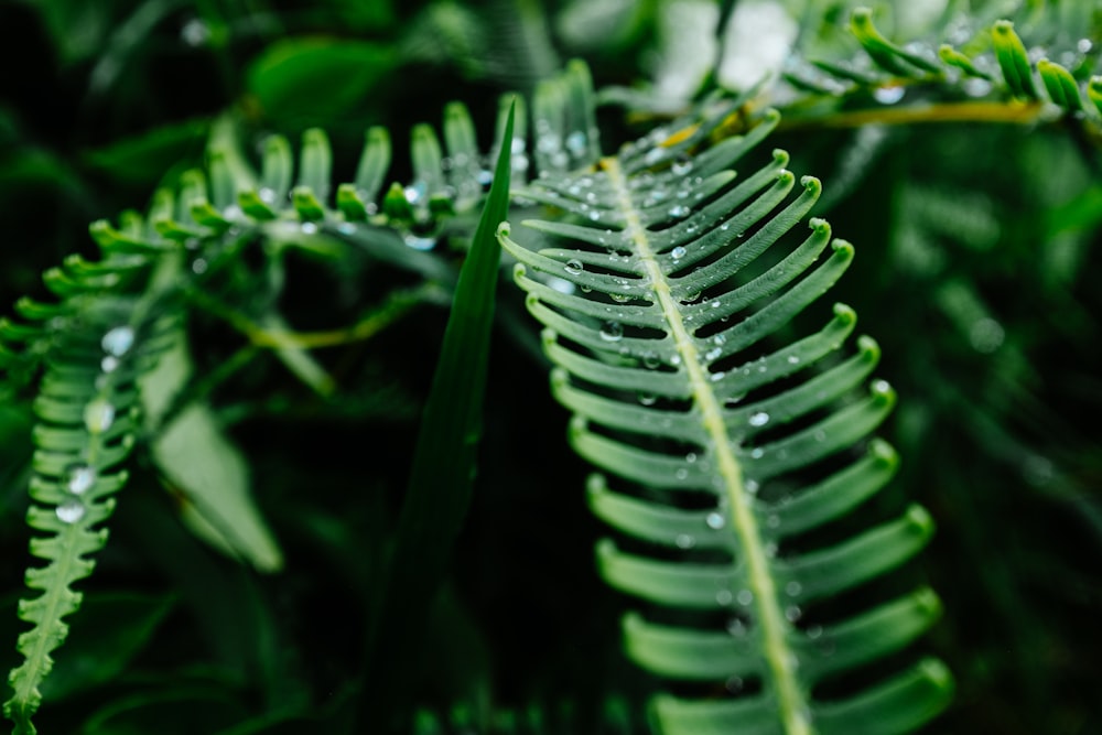 green fern plant