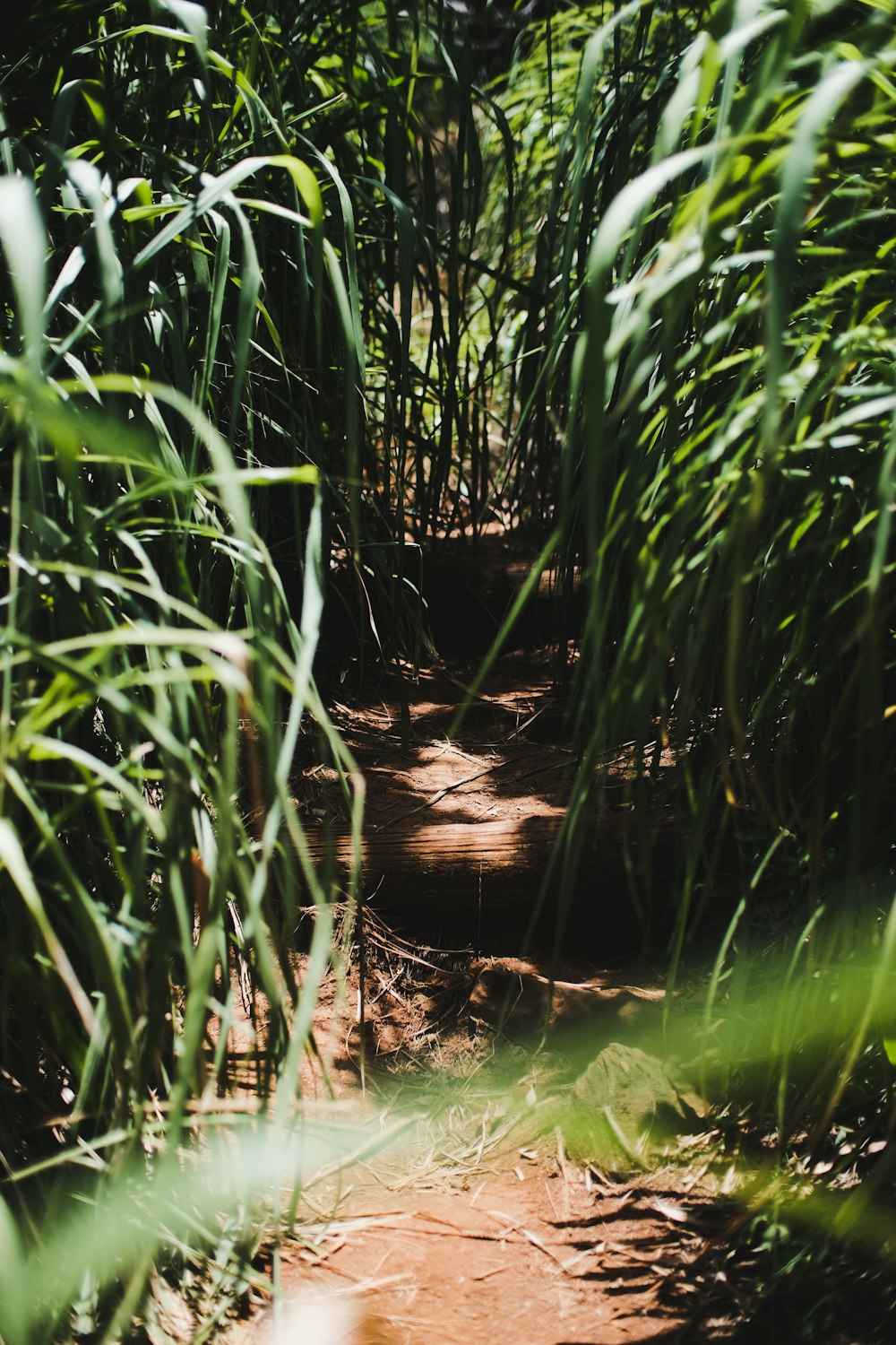 green grasses