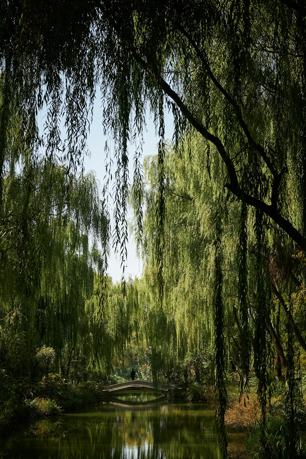 湖と灰色の橋のある緑の木々