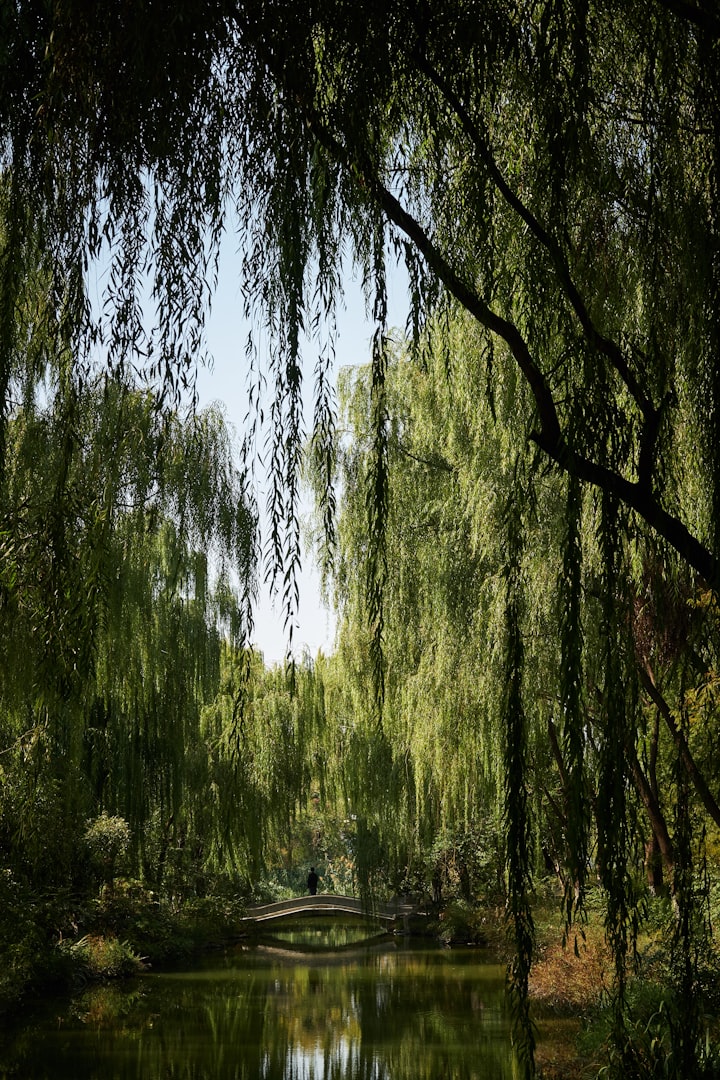 The Sweet Voice in the Willow