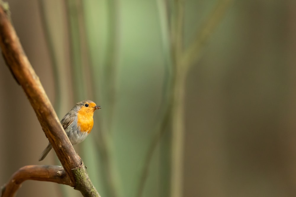 pájaro amarillo y gris en fotografía de enfoque selectivo