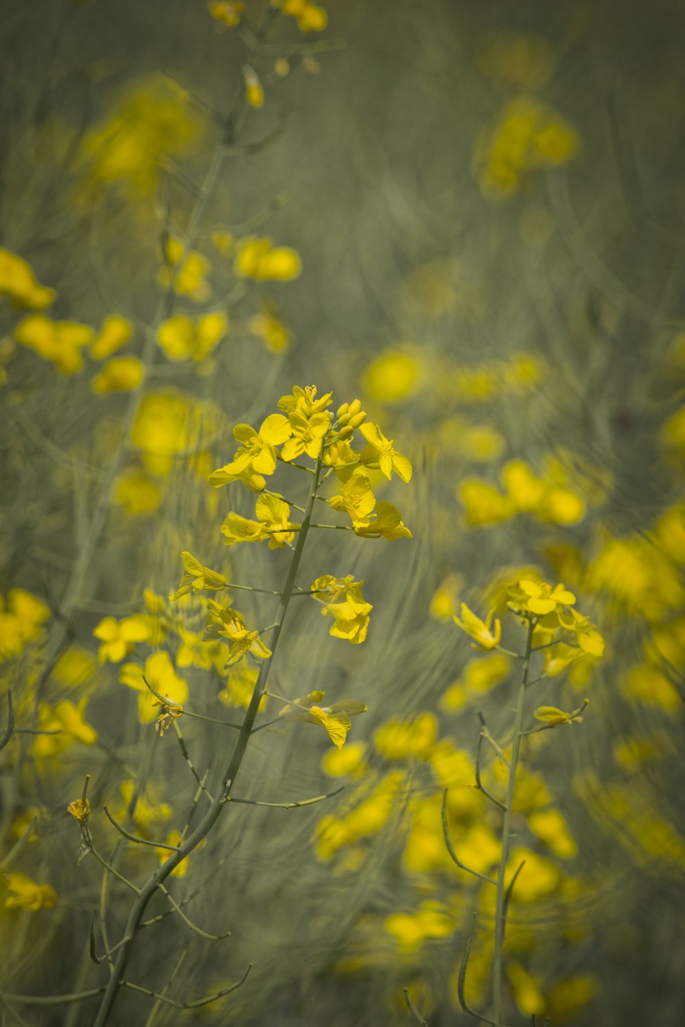 yellow flower field