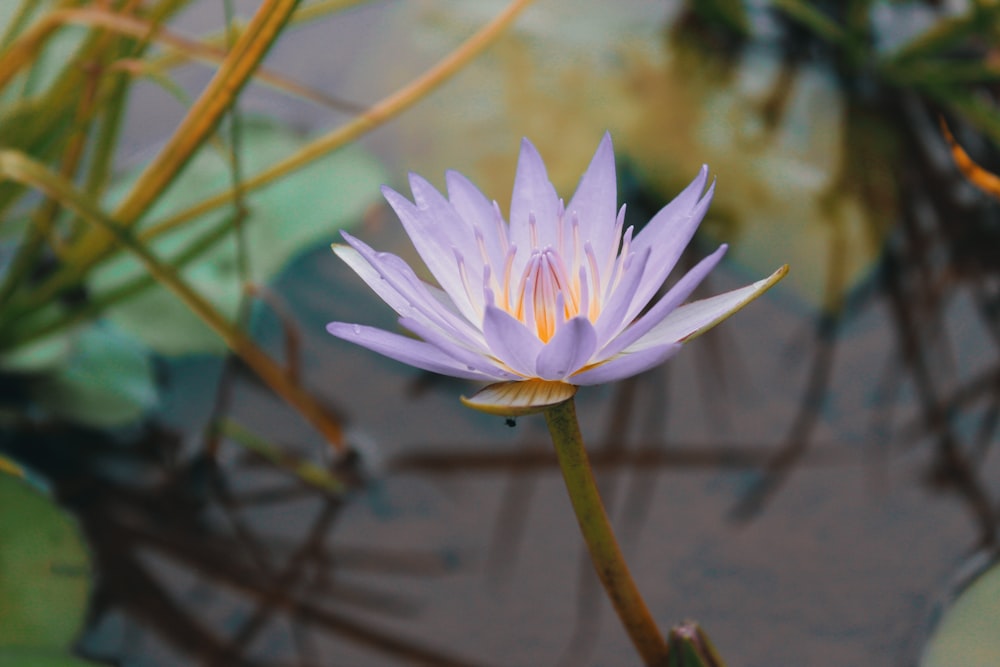 closeup photo of purple flower