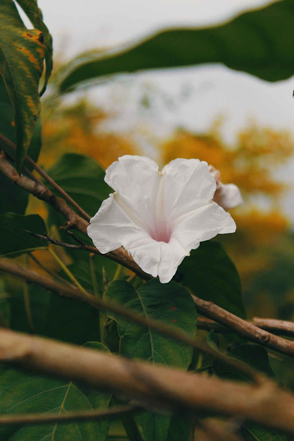 white petaled flower bloom during daytime