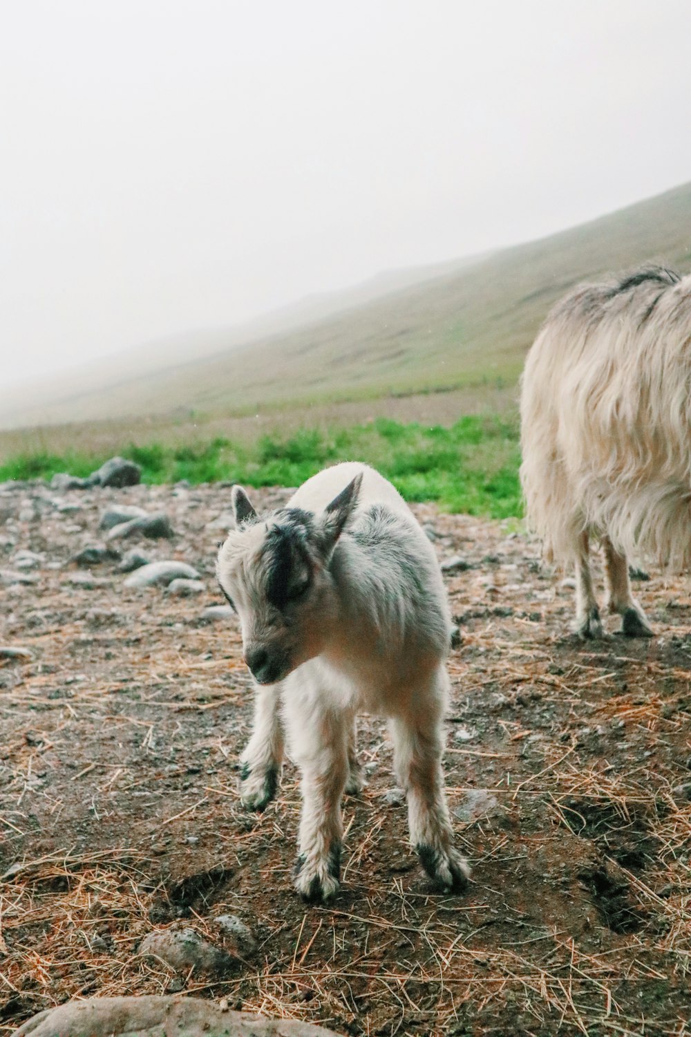 white and black goat kid outdoor during daytime