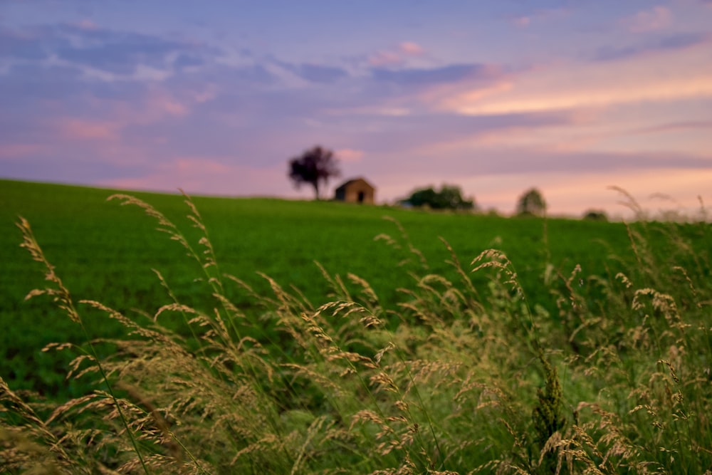 Grünes Grasfeld zur goldenen Stunde