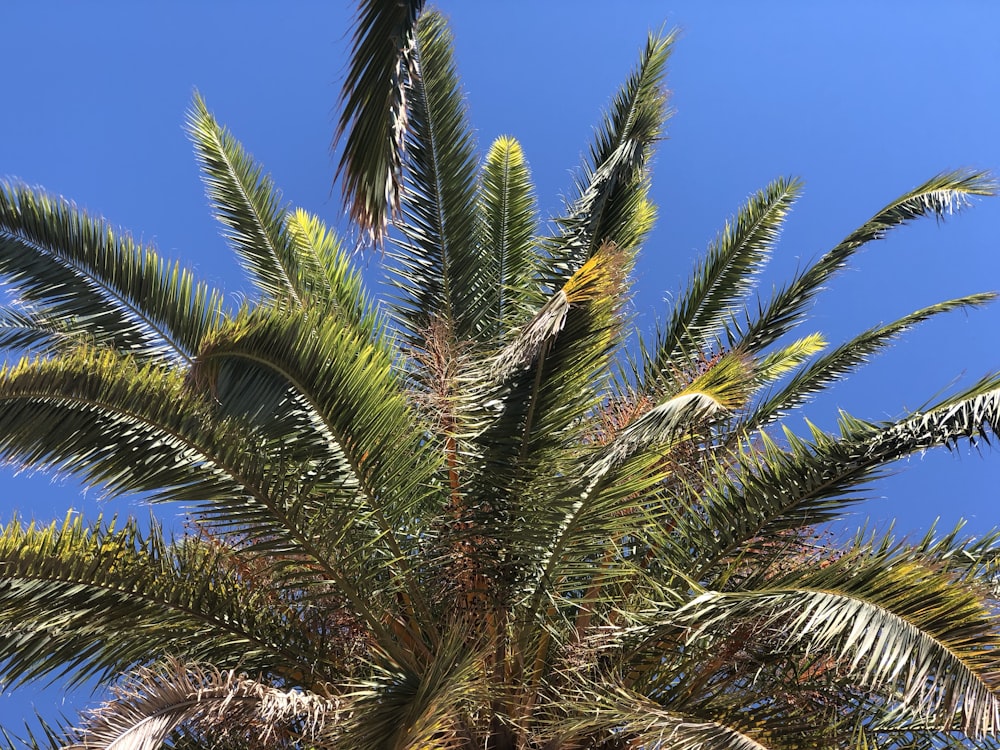 photo of green-leafed coconut tree