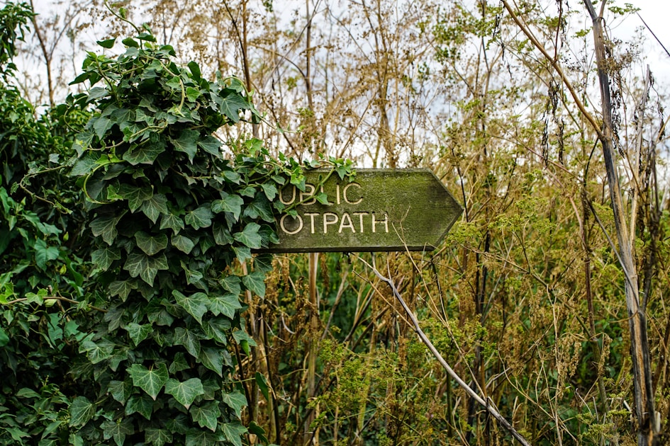Hunter in saddle system positioned against large oak tree in hardwood forest