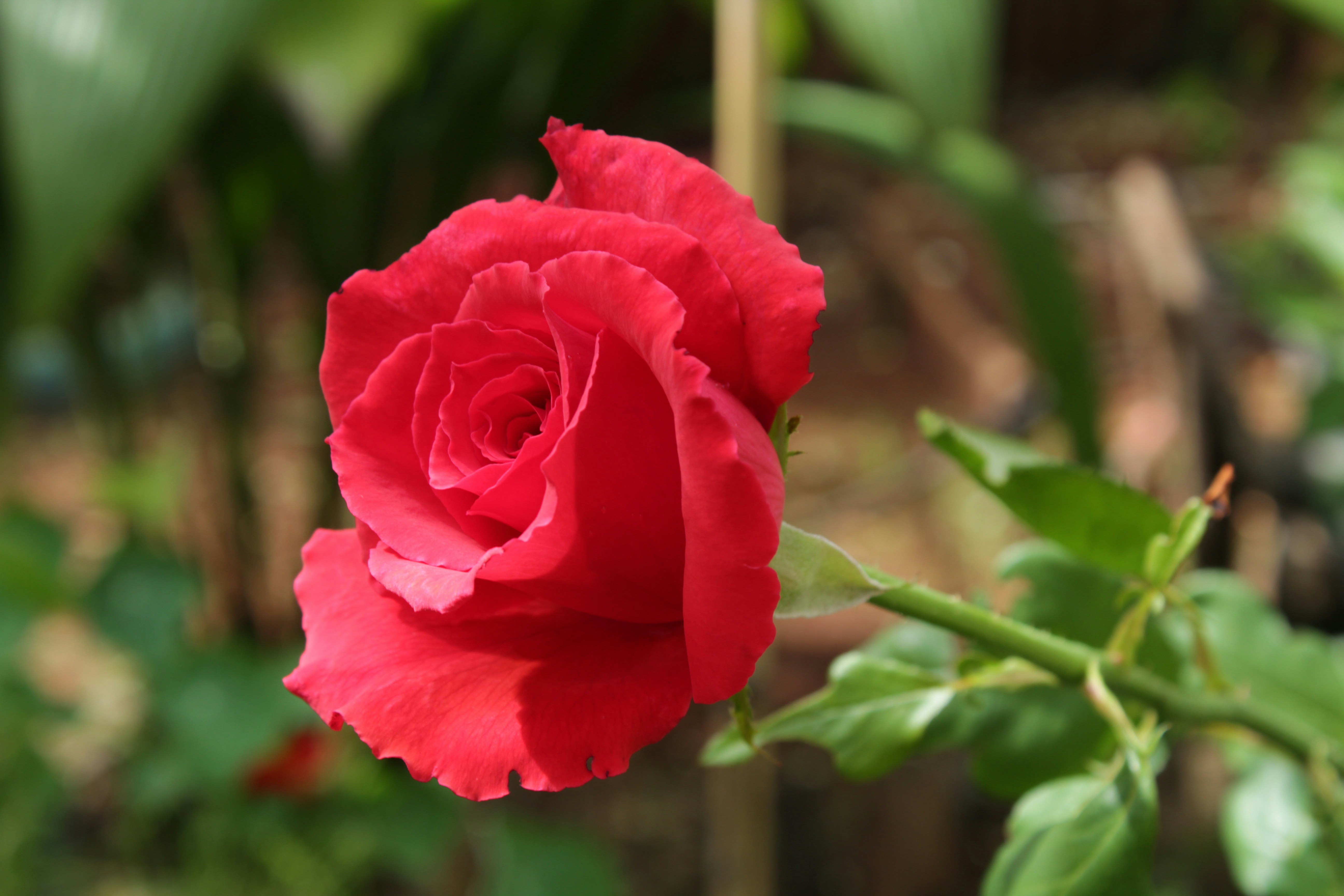 Photo by carmelita_rodrigues