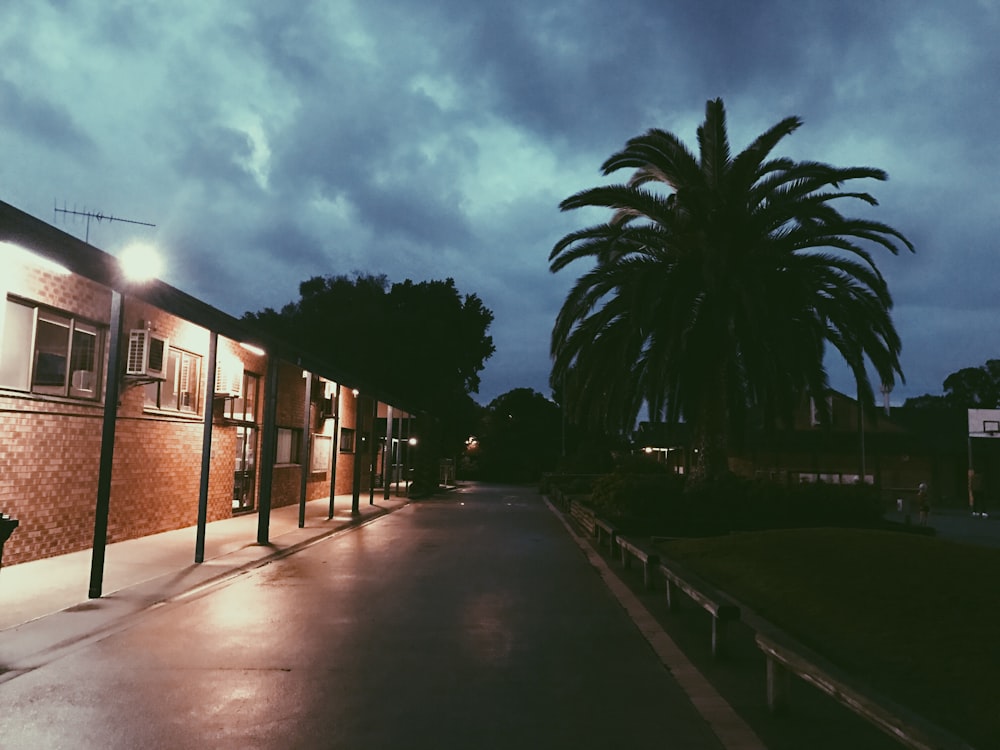 coconut palm tree near brown concrete building