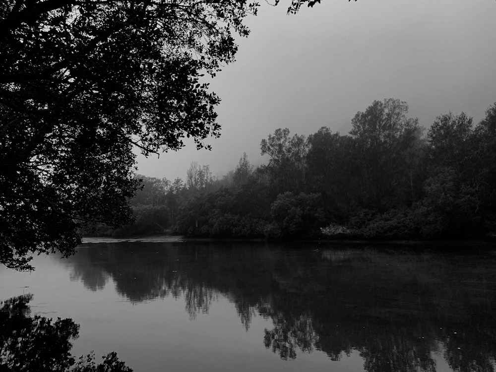 calm body of water and trees in greyscale photography