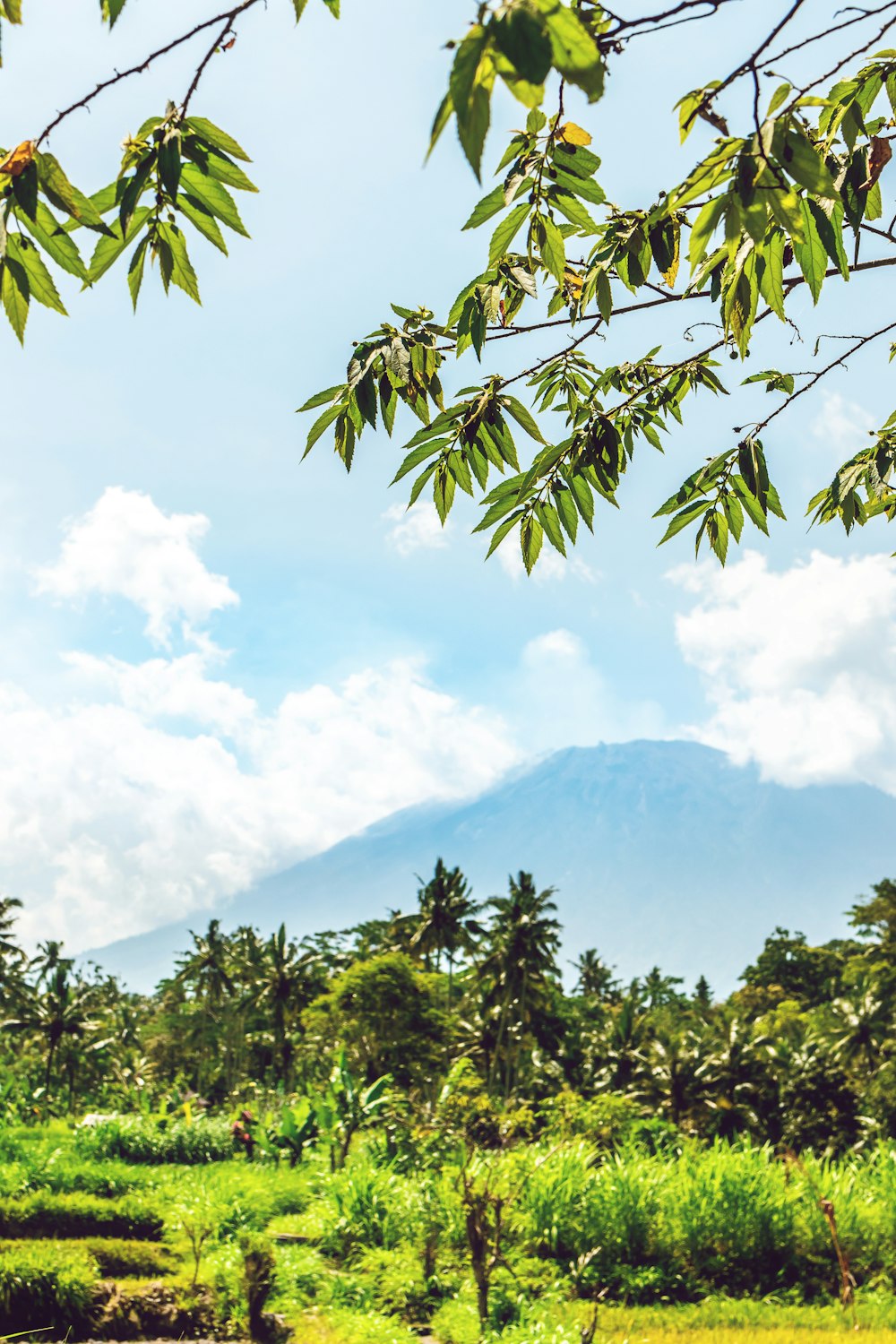 green trees near mountain