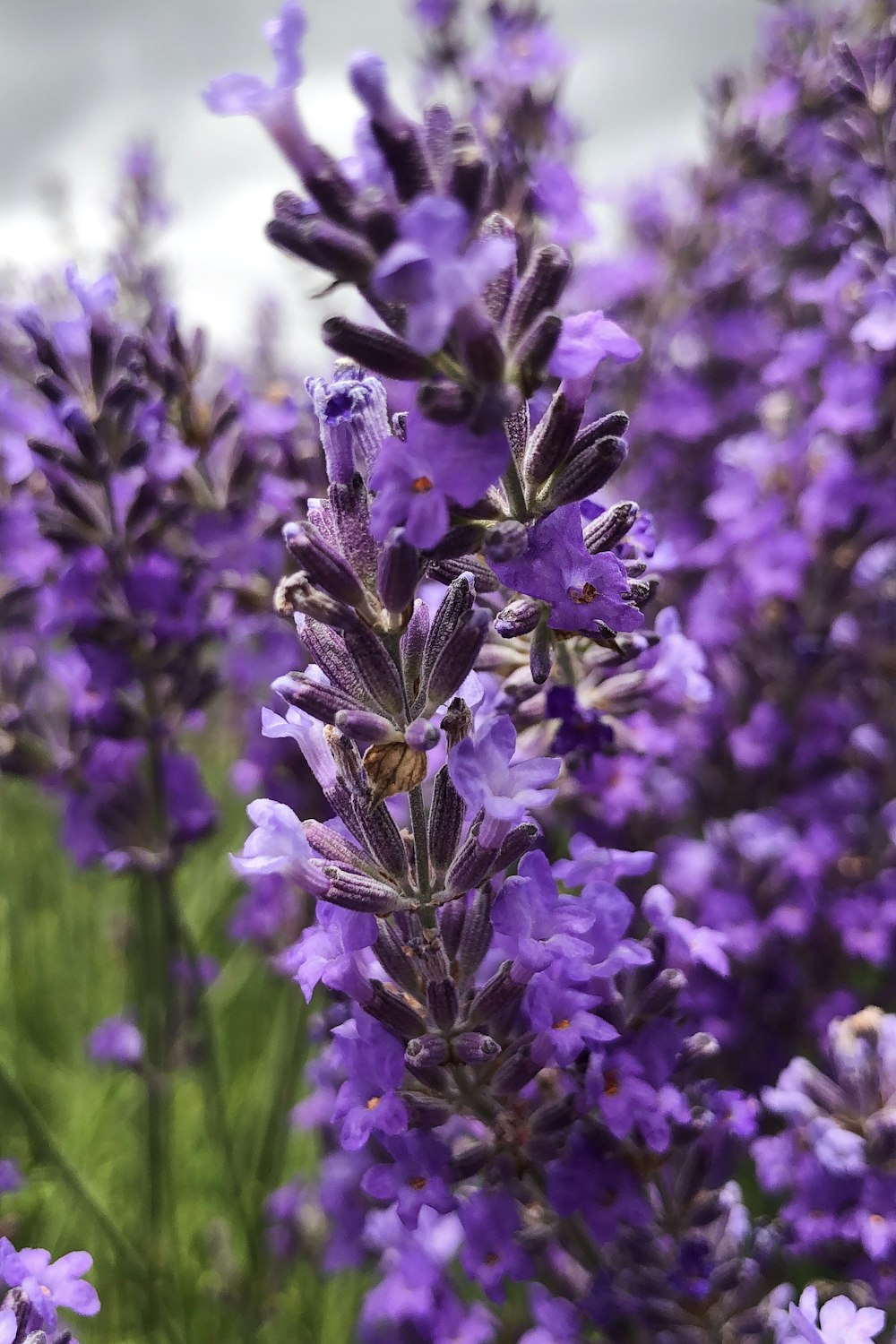 purple petaled flower