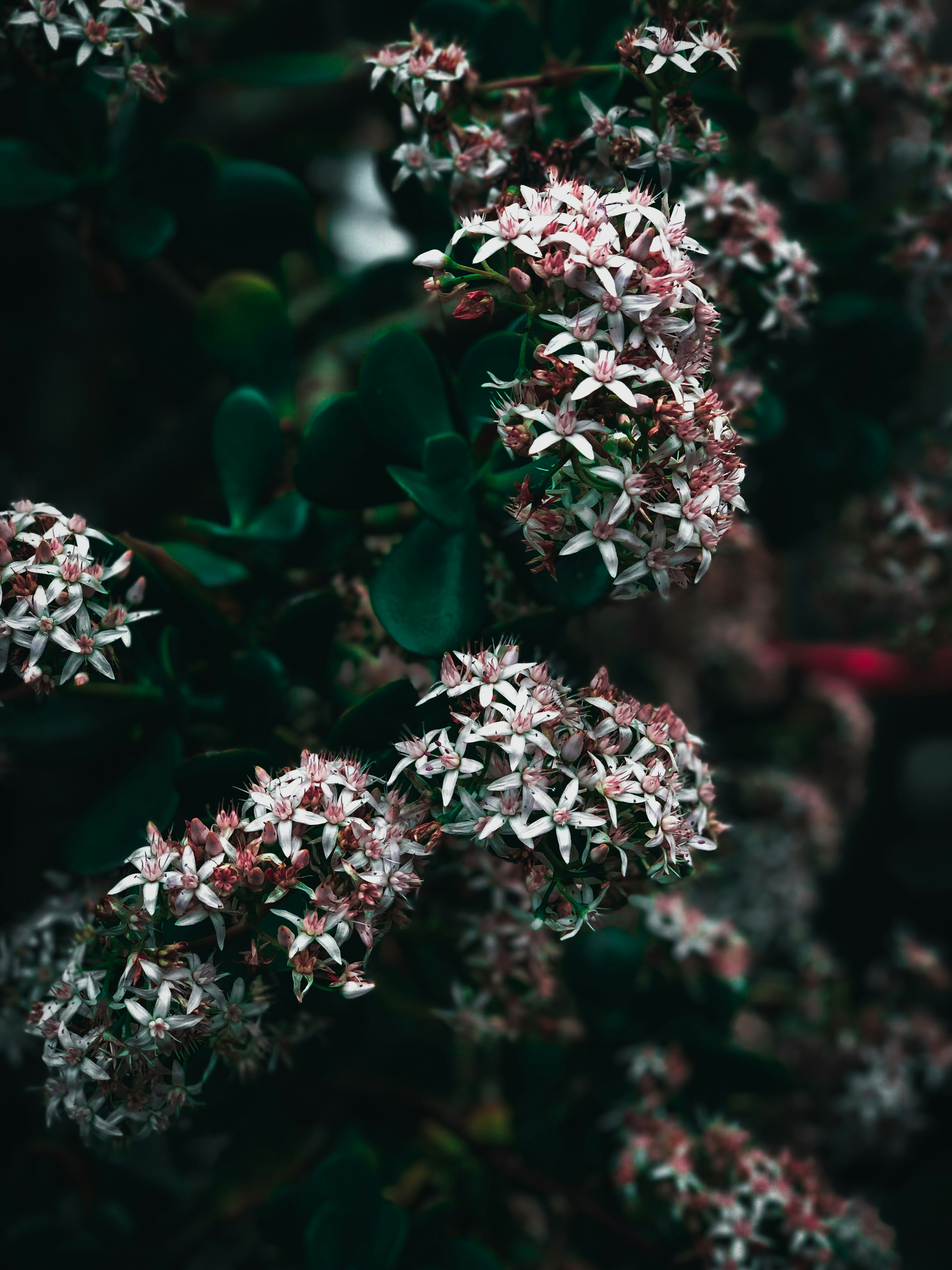 Photo by vancea