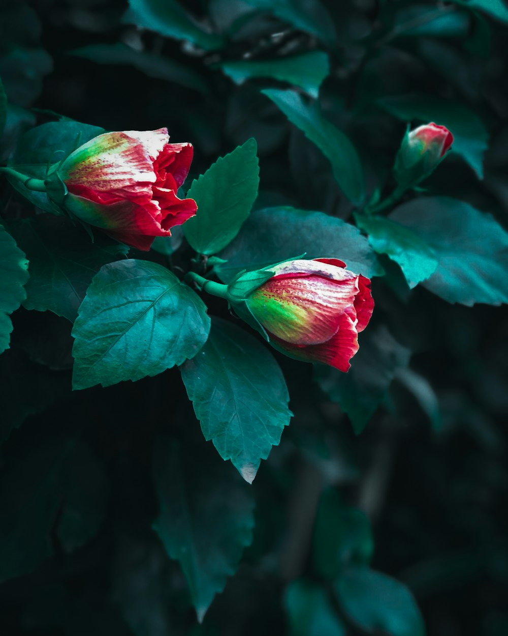 red hibiscus close-up photography