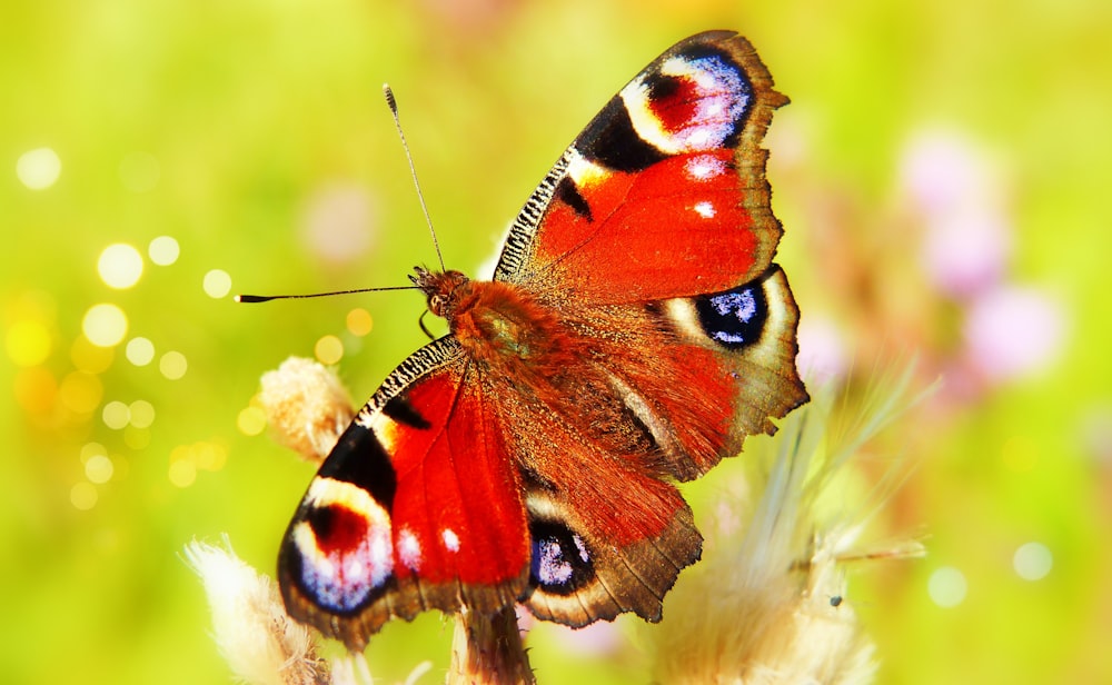 red and black moth