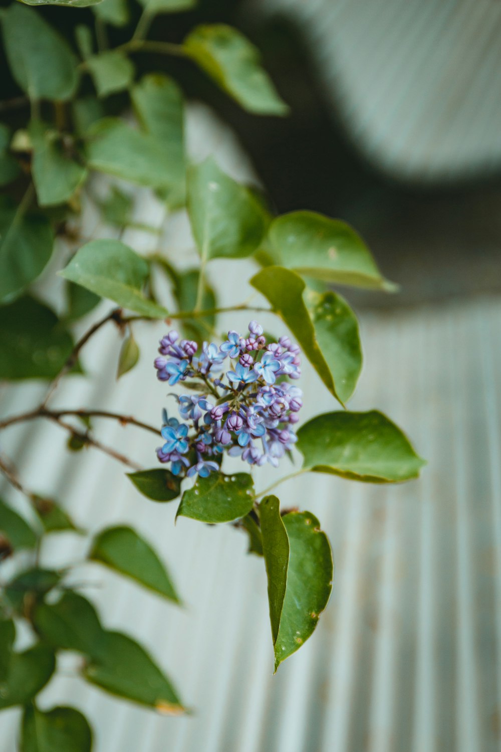 purple and blue flower close-up photography